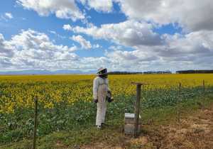 Bees and Pollination Services