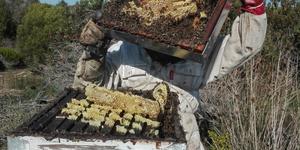 overberg_hon_1574156486