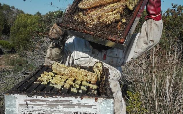 overberg_hon_1574156486