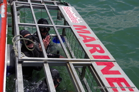 Daily Blog 19 November 2019 | White Shark Diving Gansbaai