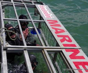 Daily Blog 19 November 2019 | White Shark Diving Gansbaai