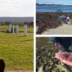 de_hoop_add_image_1_1574775360