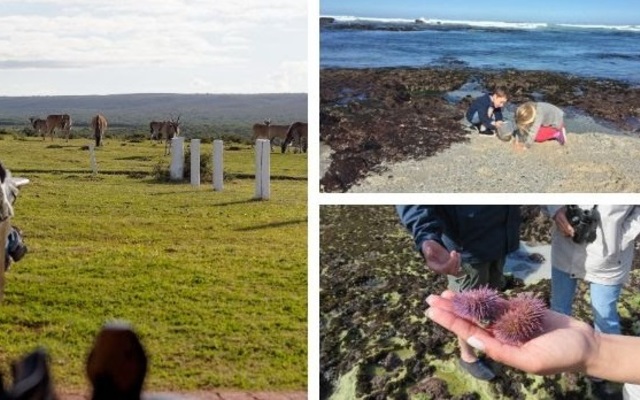 de_hoop_add_image_1_1574775360