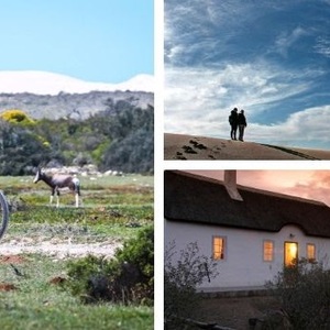 de_hoop_add_image_2_1574775360