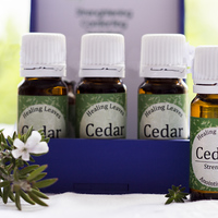 Cedar Anointing Oil - Mirre & Kaneel EssensiÃ«le Olies / Essential Oils - Xplorioâ„¢ Kleinmond