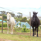 Horses - Napier