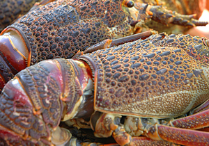 Rock Lobster Season 2019 / 2020