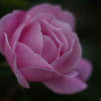 Hermanus - MVD Photography - Flower