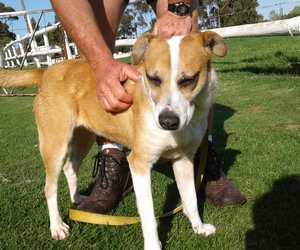 Meisiekind - Mixed Breed up for Adoption