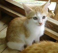 Bubbly & Flora -Â Female Kittens up for Adoption