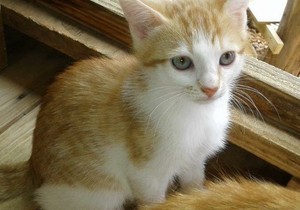 Bubbly & Flora -Â Female Kittens up for Adoption