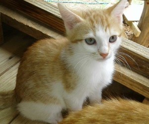 Bubbly & Flora -Â Female Kittens up for Adoption