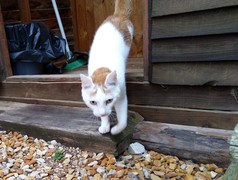 Crivens & FeegleÂ -Â Male Cats up for Adoption