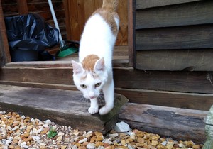 Crivens & FeegleÂ -Â Male Cats up for Adoption