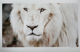 Online Fundraising Auction