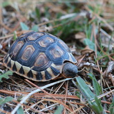 Nuwejaars Special Management Area