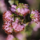 Nuwejaars Special Management Area