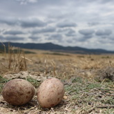 Nuwejaars Special Management Area