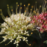 Nuwejaars Special Management Area