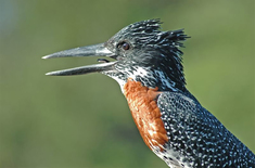 Giant_King_Fisher_1575895258