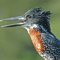 Giant king fisher in Stanford