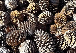 Produkte Beskikbaar byÂ Fynbos Pole Depot Bredasdorp