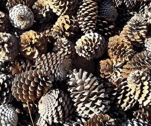 Produkte Beskikbaar byÂ Fynbos Pole Depot Bredasdorp