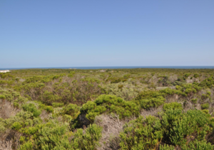 1200 mÂ² Residential Vacant Land For Sale In Romansbaai Estate