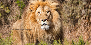 30may18king9_1542796808_1576758980