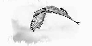 photographic_in_flight_1542797143_1576758980