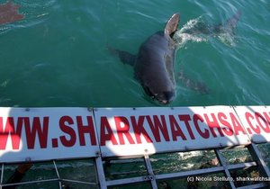 Photo of the day - Shark Saves Clients!
