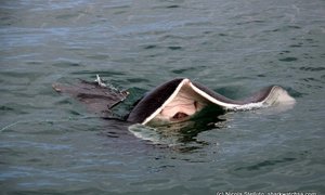 great white sharks Marine Dynamics