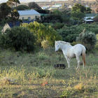 Horses in Napier