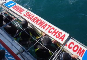 Marine Dynamics Shark Cage with people in