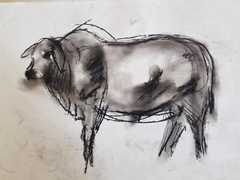 Boran Cattle Sketches