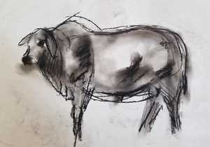 Boran Cattle Sketches
