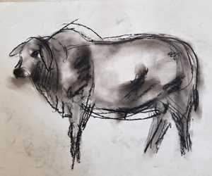 Boran Cattle Sketches