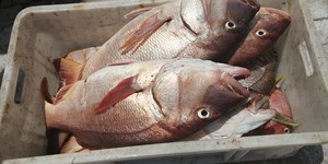 81478425_3009325059100970_8756707210031005696_n_1578461816