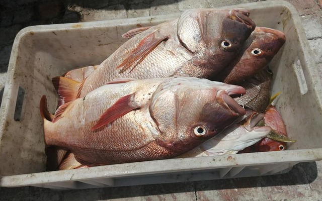 81478425_3009325059100970_8756707210031005696_n_1578461816