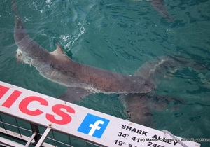 Daily Blog 07 January 2020 | Shark Cage Diving Gansbaai