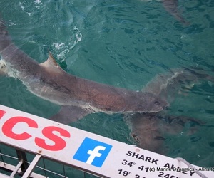 Daily Blog 07 January 2020 | Shark Cage Diving Gansbaai