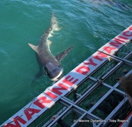 Daily Blog 13 January 2020 | Shark Diving Gansbaai