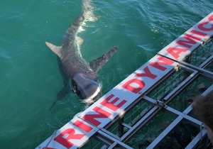 Daily Blog 13 January 2020 | Shark Diving Gansbaai