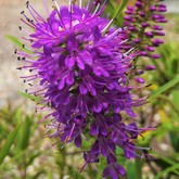 Nursery - Groeneweide Restaurant - Gansbaai