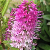 Nursery - Groeneweide Restaurant - Gansbaai