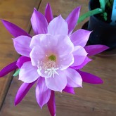 Nursery - Groeneweide Restaurant - Gansbaai