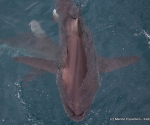 Daily Blog 22 January 2020 | White Shark Diving in South Africa