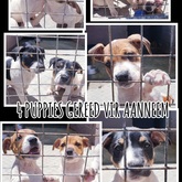 Puppies - BARC Animal Welfare - Gansbaai