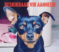 Dogs and puppies up for adoption