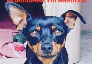 Dogs and puppies up for adoption